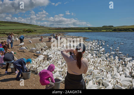 DORSET, ABBOTSBURY, Großbritannien - 15 August 2017: Fütterung am Abbotsbury Swannery in Dorset UK. Stockfoto