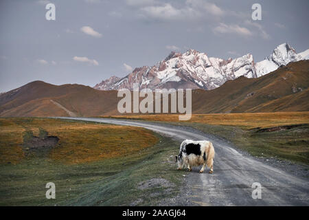 Weiße Yak mit Überqueren der Straße im Tal in Kirgisistan und Zentralasien Stockfoto