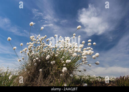 Wollgras im Moor, Eriphorum vaginatum, Stockfoto