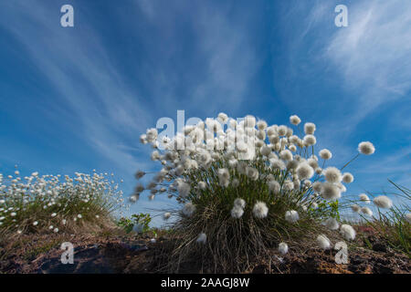 Wollgras im Moor, Eriphorum vaginatum, Stockfoto