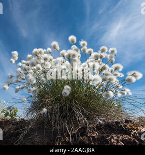 Wollgras im Moor, Eriphorum vaginatum, Stockfoto