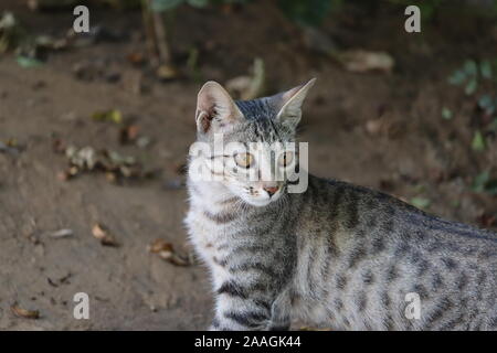 Süße kleine Katze im Garten Stockfoto