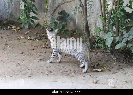 Süße kleine Katze im Garten. Katze Kamera suchen, selektiven Fokus Stockfoto