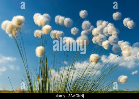 Moor-Wollgras, Scheidiges Wollgras (Eriophorum vaginatum), Stockfoto