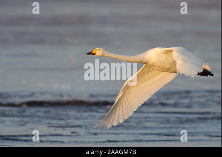 Singschwan (Cygnus Cygnus) Rastvogel, Schwan, Singschwan, Tier, Voegel, Vogel, Singschwan, Winter, Zugvogel Stockfoto