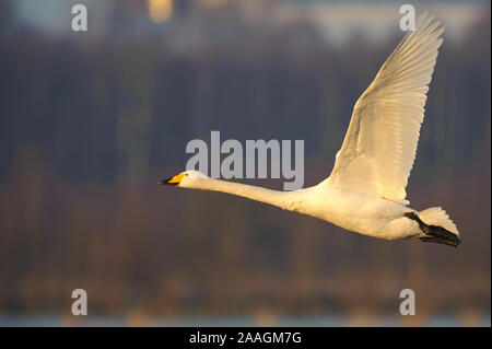 Singschwan (Cygnus Cygnus) Rastvogel, Schwan, Singschwan, Tier, Voegel, Vogel, Singschwan, Winter, Zugvogel Stockfoto