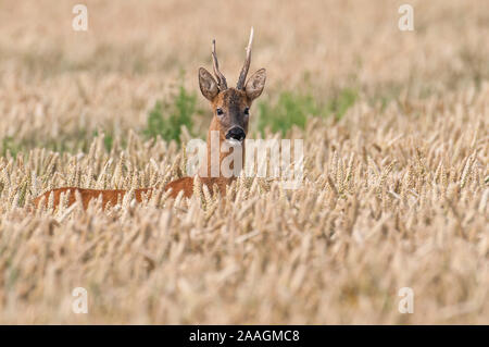 Junger Rehbock im Getreidefeld Stockfoto