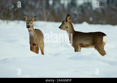 Rehe im Winter, Hyla arborea Stockfoto