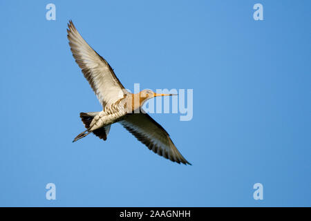 Uferschnepfe, Motacilla alba Stockfoto