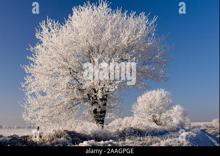 Duemmer Duemmer, Siehe, Niedersachsen, Deutschland, Rauhreif im Winter, Baum, Landschaft, Stockfoto