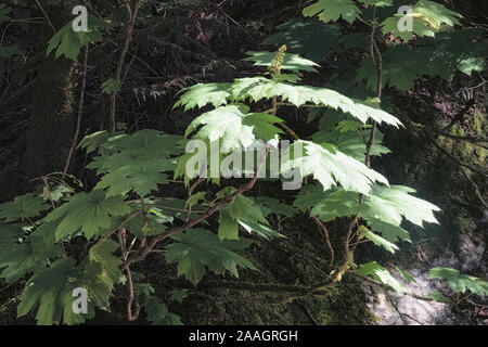 Grüne Blätter in der Finsternis der Regenwald British Columbia Nahaufnahme Stockfoto