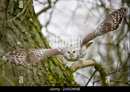 Eine Ural owl während einer Anzeige Flug am Internationalen Zentrum für Greifvögel, Newent, Gloucestershire, wo Sie auf Projekte rund um die Welt helfen zu schützen und viele der am meisten gefährdeten Arten Raubvögel speichern Arbeiten. Ihr Fokus liegt Geier. Stockfoto