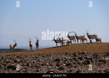 Eine Herde von arabischen Oryx oder Weiße Oryx (Oryx leucoryx) eine mittlere in der Antelope Ranch in der Nähe von Moshav Tzofar im Gefilde Tal in Hebräisch bekannt als Arava oder Aravah im Süden der Wüste Negev in Israel entfernt Stockfoto