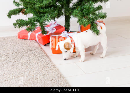 Hund Jack Russel unter einem Weihnachtsbaum mit Geschenken und Kerzen Weihnachten feiern. Stockfoto