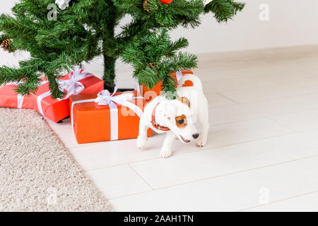 Hund Jack Russel unter einem Weihnachtsbaum mit Geschenken und Kerzen Weihnachten feiern. Stockfoto