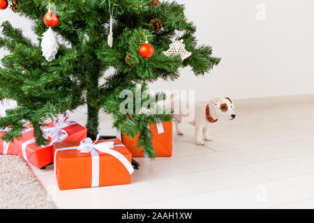 Hund Jack Russel unter einem Weihnachtsbaum mit Geschenken und Kerzen Weihnachten feiern. Stockfoto