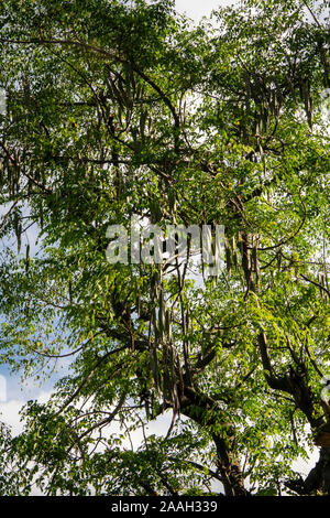 Äthiopien, South Omo, Jinka, Yenegrew Sew Aari Dorf, Moringa stenopetala, die gemeinhin als die afrikanischen Moringa oder Cabbage Tree bekannt Stockfoto