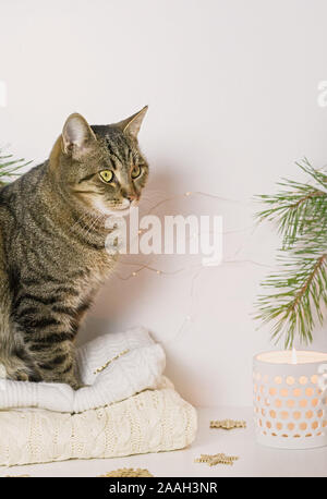 Haustiere, Weihnachten und Gemütlichkeit Konzept - ein tabby Katze sitzt auf einem warmen Pullover in weihnachtlicher Atmosphäre. Close Up. Stockfoto