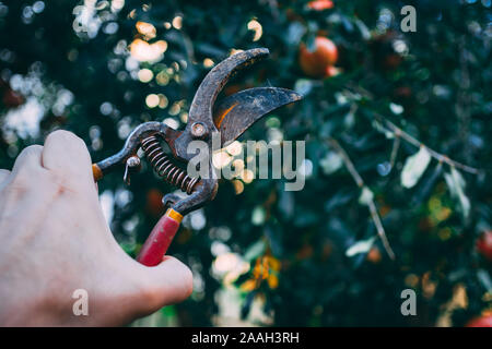 Hand, Baum-, Reb-, Gartenscheren mit Baum im Hintergrund. Nahaufnahme der geöffneten Garten Baum-, Reb- und Gartenscheren in der Hand. Stockfoto