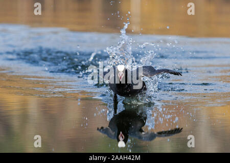 coot läuft entlang des Sees und spritzt Wasser Stockfoto