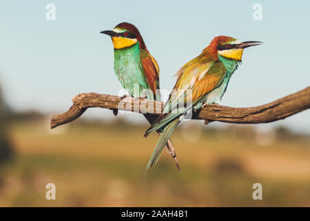 Exotische Vögel sitzen auf einem Ast Stockfoto