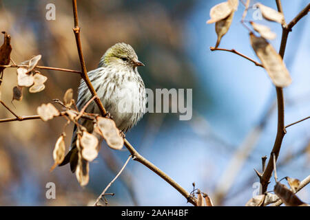 Eurasischer Siskin auf einem Ast im Frühlingswald sitzend Stockfoto