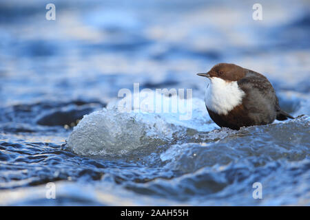 Pendelarm (Cinclus cinclus) im Winter, Europa Stockfoto