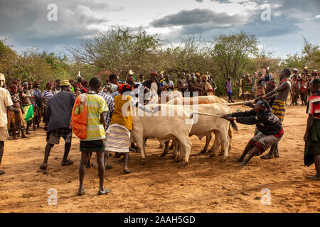 Äthiopien, South Omo, Turmi, Bull springen Zeremonie, Hamar Männer manhandling Stiere in Einklang Stockfoto