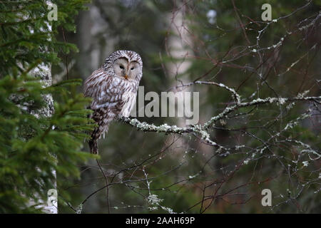 Habichtskauz (Strix uralensis) im borealen Wald, Januar, Europa. Stockfoto