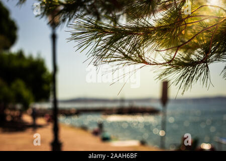 Sonne scheint durch einen Baum an der Küste des Mittelmeers an der Promenade in der Nähe des Schloss Miramare in Triest, Italien. Stockfoto