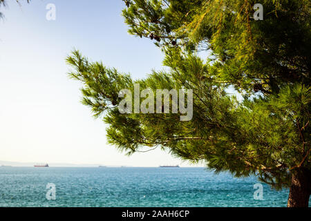 Sonne scheint durch einen Baum an der Küste des Mittelmeers an der Promenade in der Nähe des Schloss Miramare in Triest, Italien. Stockfoto