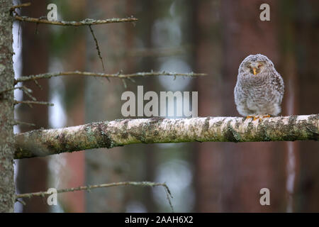 Habichtskauz (Strix uralensis) Junge außerhalb des Nestes in einem Pinienwald, Europa Stockfoto