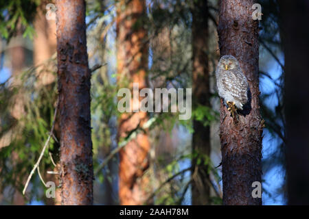 Habichtskauz (Strix uralensis) Junge außerhalb des Nestes in einem Pinienwald, Europa Stockfoto