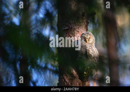 Habichtskauz (Strix uralensis) Junge außerhalb des Nestes in einem Pinienwald, Europa Stockfoto