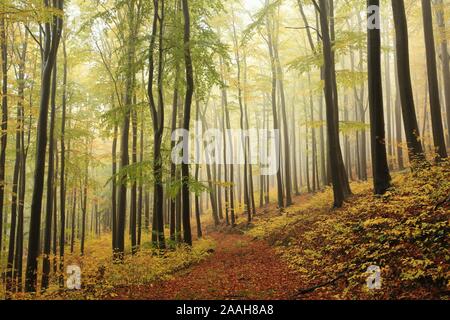 Wanderweg durch den herbstlichen Wald durch Nebel umgeben. Stockfoto