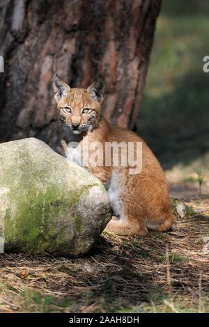 Junger eurasischer Luchs Lynx lynx Stockfoto