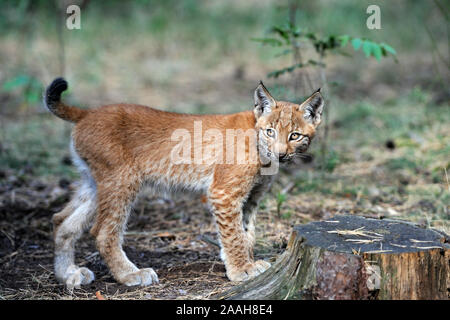 Junger eurasischer Luchs Lynx lynx Stockfoto