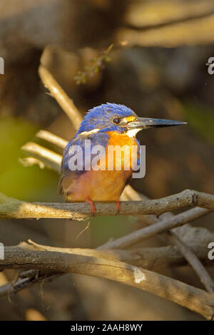 Azur Eisvogel, Alcedo azurea, bei Sonnenaufgang, Kakadua NP, Northern Territories, Australien Stockfoto