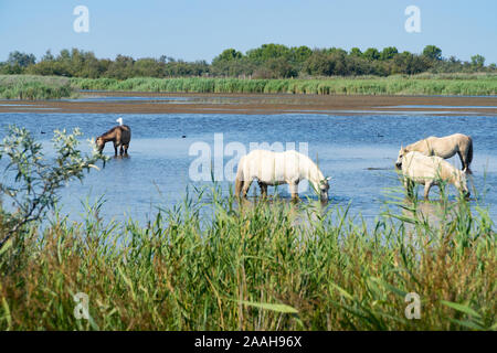 Wilde Pferde stehen in Wasser, trinken unter dem blauen Himmel Stockfoto