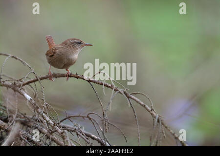 Männliche Zaunkönig (Troglodytes troglodytes) in Zucht, Frühling, Europa. Stockfoto