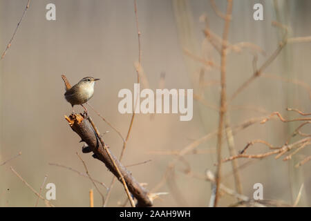 Männliche Zaunkönig (Troglodytes troglodytes) in Zucht, Frühling, Europa. Stockfoto