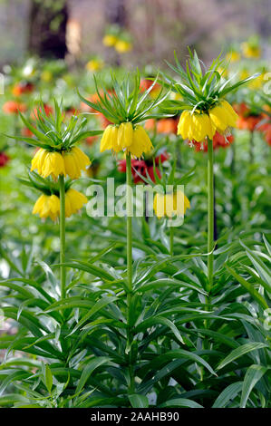 Kaiserkrone, Fritillaria imperialis Stockfoto