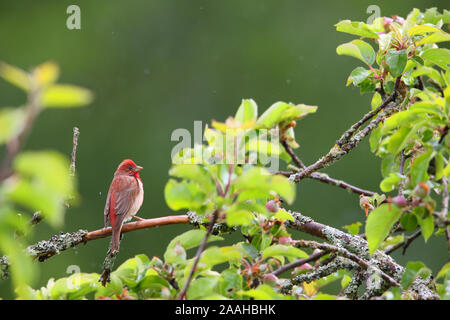 Männliche Common Rosefinch (Carpodacus erythrinus) in Zucht, Europa. Stockfoto