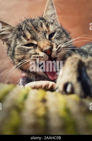 Close up vertikale Portrait von lustigen Faul gestreifte Katze, müdes Gähnen als zur Festlegung im Freien. Stockfoto