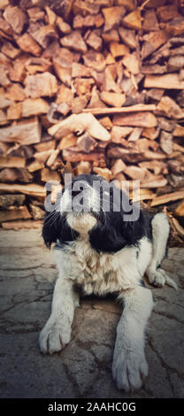 Close up vertikale Portrait von adorable Schwarzen und Weißen pelzigen Welpe schaut neugierig wie zur Festlegung im Freien über einen Stapel Protokolle Hintergrund mit Cop Stockfoto