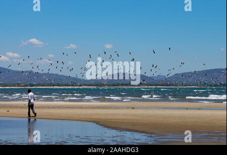 Möwen am Ufer des Lake Malawi Beflockung auf kleine Fische zu füttern. Stockfoto