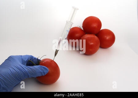 Spritze und Tomaten. Die GVO-Spezialist spritzt Flüssigkeit aus einer Spritze in eine rote Tomate. Genetisch Ernährung Konzept modifiziert. Stockfoto