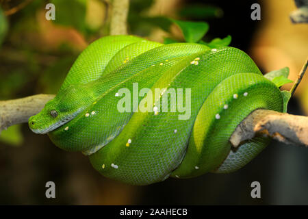 Grüner Baumpython (Morelia viridis) Stockfoto