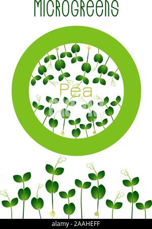 Microgreens Erbse. Saatgut Verpackungsdesign, rundes Element in der Mitte. Keime von Samen einer Pflanze. Vitamin Supplement, veganes Essen Stock Vektor