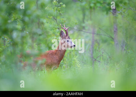Reh (Capreolus capreolus) im Sommer, Europa Stockfoto